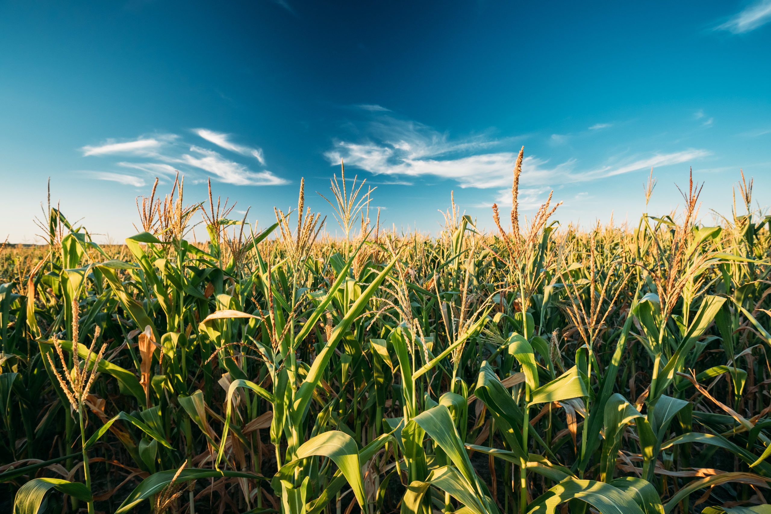 Bioplastics are made from corn- and petro-based polymers